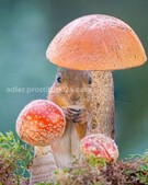 Анкета проститутки Зита - метро Тимирязевский, возраст - 34